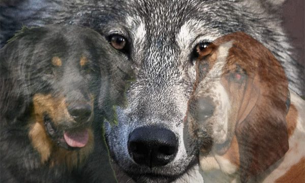 Cane e lupo .. sono parenti? Si ma non “stretti”